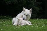 BERGER BLANC SUISSE - ADULTS ET PUPPIES 056